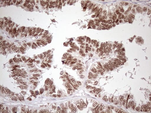 SRSF9 / SFRS9 Antibody (clone OTI5A12)
