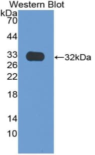 PTGS2 / COX2 / COX-2 Antibody (aa187-425, Cy3)