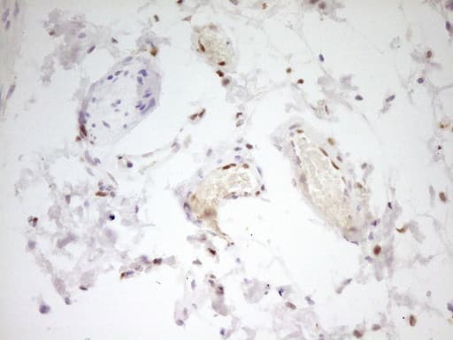 FOS / c-FOS Antibody (clone OTI2D2)