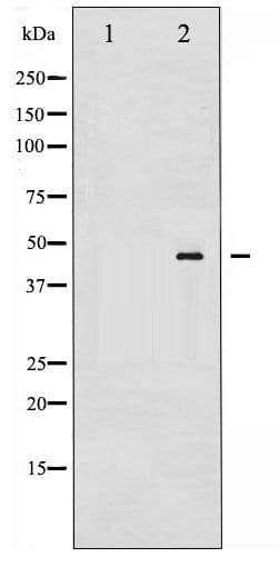 MAP2K2 / MKK2 / MEK2 Antibody (phospho-Thr394)