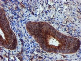 EPN2 Antibody (clone OTI1B4, Carrier-free)