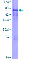 Human COPS2 / TRIP15 / ALIEN Protein (Recombinant GST)