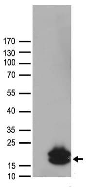 HCRT / Orexin Antibody