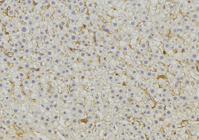 Polyclonal Rabbit anti-Human MRPL51 Antibody (IHC, IF, WB)