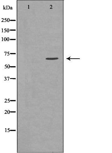 GGA2 Antibody