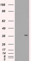 MRI1 Antibody (clone OTI9H7, Carrier-free)