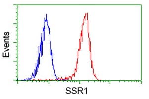 Monoclonal Mouse anti-Human SSR1 Antibody (clone OTI 5D5, WB)