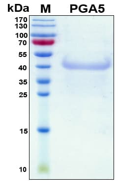 Human PGA5 / Pepsin A Protein (Recombinant His, N-Terminal)