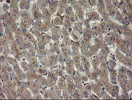 CHN1 Antibody (clone OTI3C6, Carrier-free)