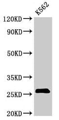 SPCS2 Antibody