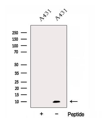 DYNLL2 Antibody