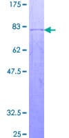 Human OSGIN2 Protein (Recombinant GST)