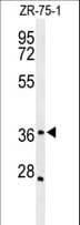 Polyclonal Rabbit anti-Human IIP45 / MIIP Antibody (aa275-303, WB)
