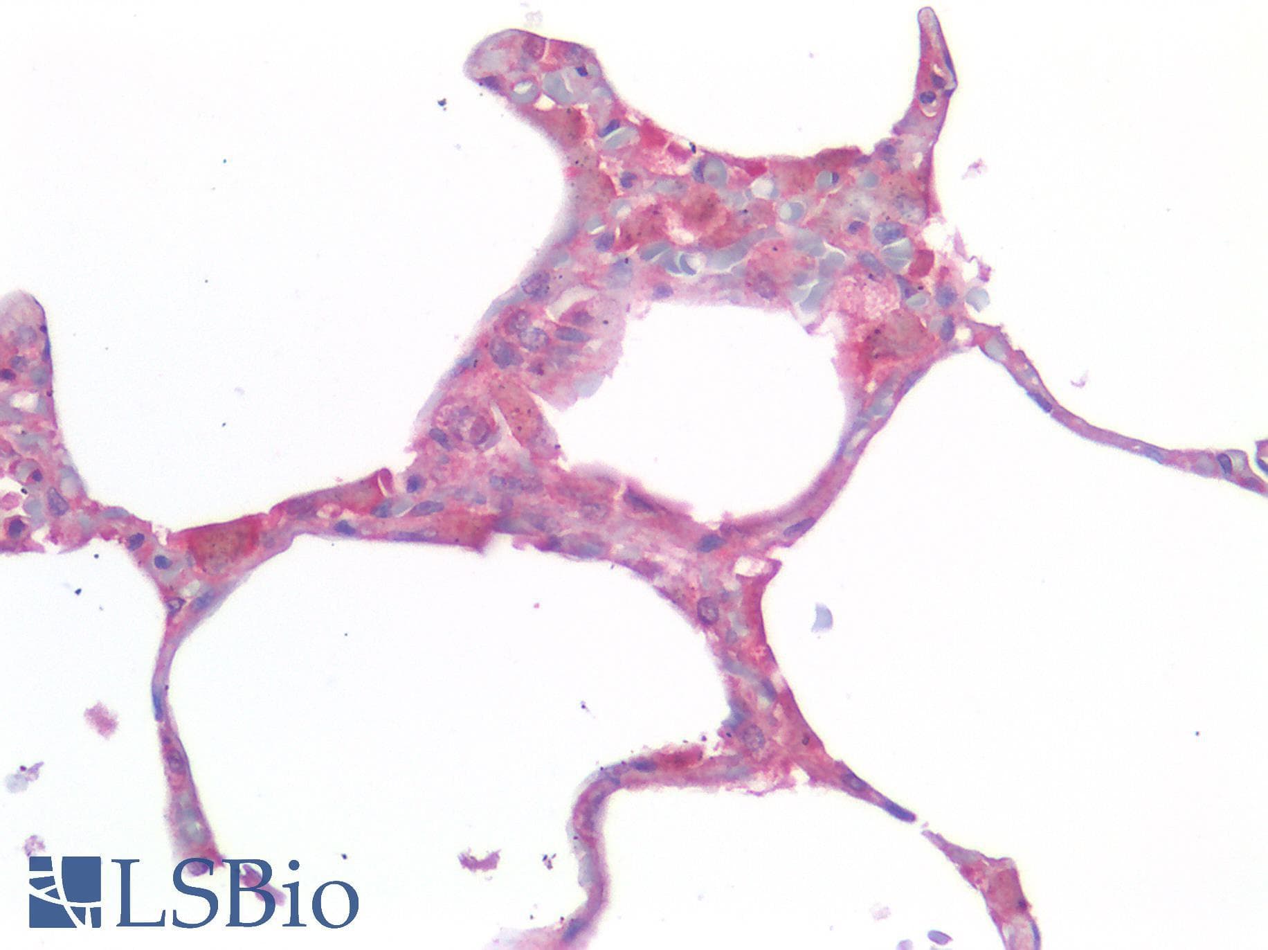 IHC-plus™ IL-33 Antibody