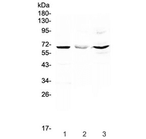 CD5 Antibody