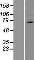 Human CUX1 / CASP Protein (Over-Expression Lysate Myc-DDK (Flag))
