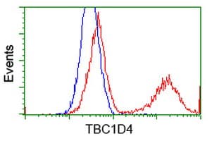 Monoclonal Mouse anti-Human TBC1D4 / AS160 Antibody (clone OTI5A6, IF, WB)