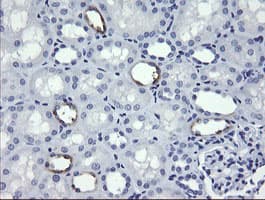 MDM4 / MDMX Antibody (clone OTI3H2, Carrier-free)