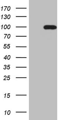 SOX6 Antibody (aa1-244, clone OTI1E7)