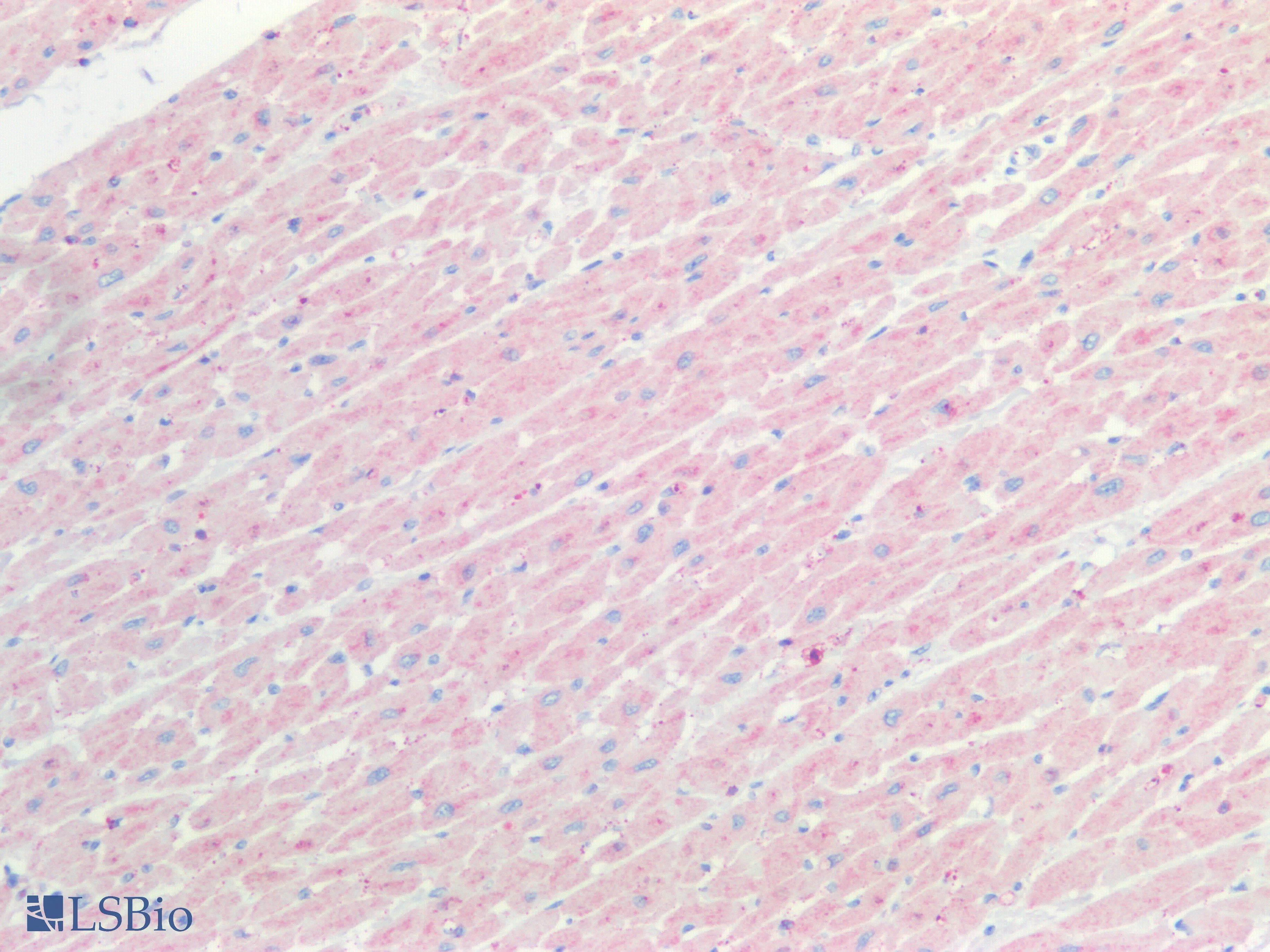 FSTL1 Antibody (aa20-306)