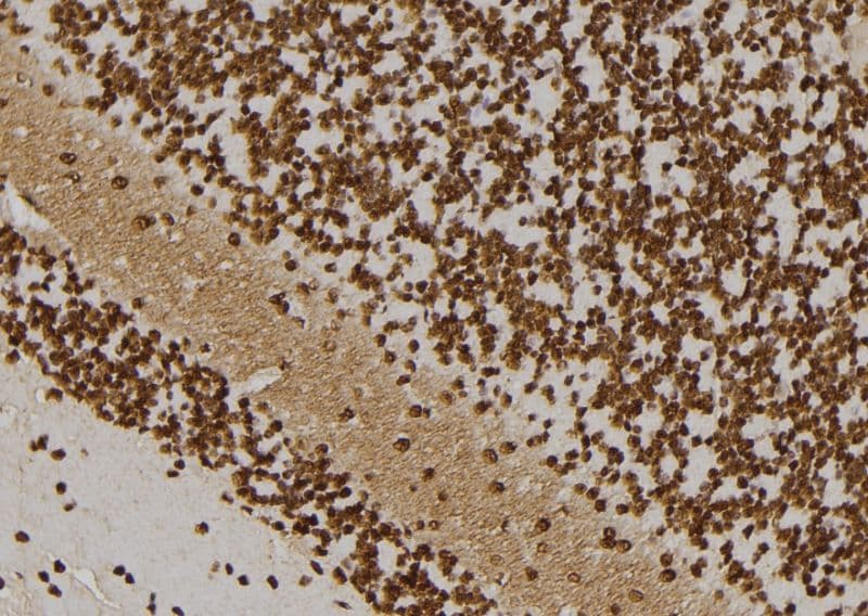 TAF1B Antibody