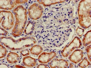 Polyclonal Rabbit anti-Human PNLIPRP2 Antibody (IHC, WB)