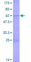 Human IF3mt / MTIF3 Protein (Recombinant GST)