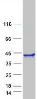 Human SEC13 Protein (Recombinant Myc-DDK (Flag))