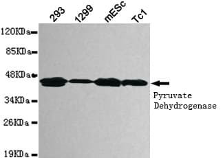 Monoclonal Mouse anti-Human PDHA1 / PDH E1 Alpha Antibody (WB)