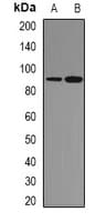 STAT1 Antibody (Internal)