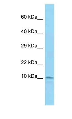 LSM7 Antibody (N-Terminus)
