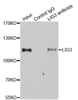 IHC-plus™ LIG3 / DNA Ligase III Antibody
