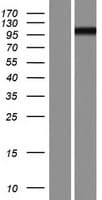 PCDHGA5 Protein (Over-Expression Lysate Myc-DDK (Flag))
