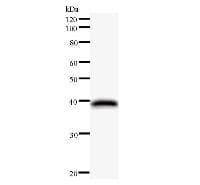 NUFIP1 / NUFIP Antibody (clone 2662C1a)