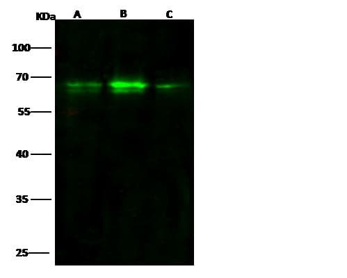 ARID3B Antibody (clone 008, Preservative Free)