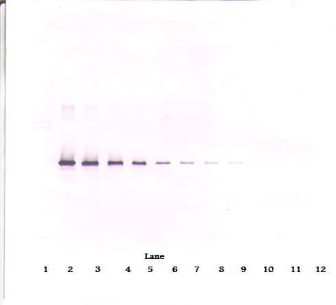 Neuroserpin Antibody (Biotin)