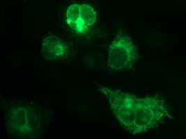Monoclonal Mouse anti-Human Placental Lactogen Antibody (clone OTI4D6, IF, WB)