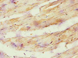 ATP5O Antibody (aa24-213)