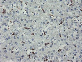 Monoclonal Mouse anti-Human MYL7 Antibody (clone 4.00E+07, Carrier-free, IHC, WB)