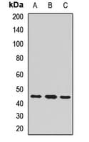 CHRNE Antibody