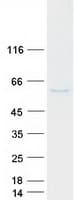 Human MNDA Protein (Recombinant Myc-DDK (Flag))