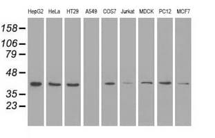 MAPK1 / ERK2 Antibody (clone OTI6E5)