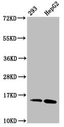 HIST1H2AI Antibody