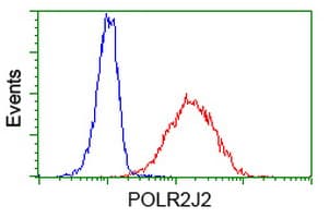 POLR2J2 Antibody (clone OTI1C6)