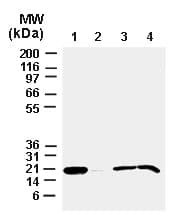 BAX Antibody (aa43-60)
