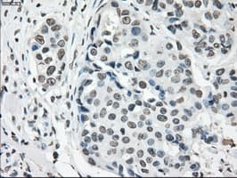 CYPOR / POR Antibody (clone OTI5B3)
