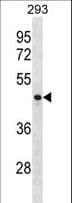 CCNJ Antibody (aa223-249)