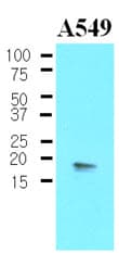 PPP1R14A / CPI-17 Antibody (aa1-147, clone 4H10)