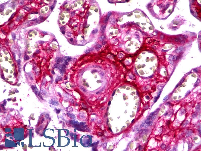IHC-plus™ FBN2 / Fibrillin 2 Antibody