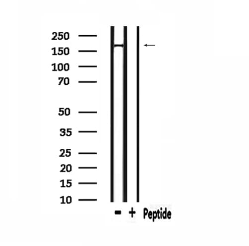 PIK3C2A Antibody